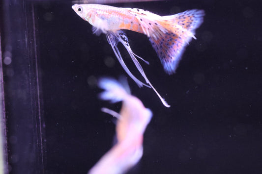 Pink Grass Ribbon Guppy