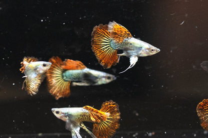 Red Dragon Ribbon Guppy