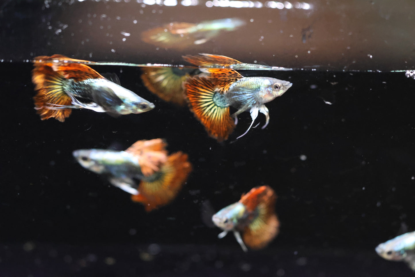 Red Dragon Ribbon Guppy