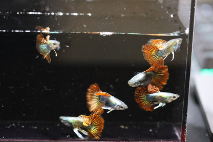 Red Dragon Ribbon Guppy