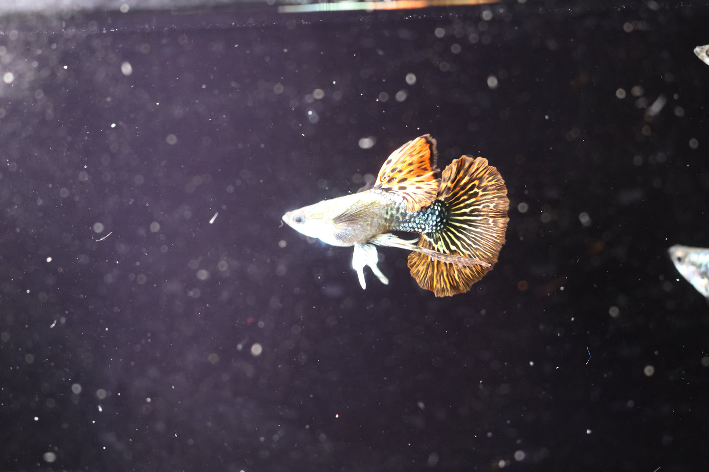 Red Dragon Ribbon Guppy