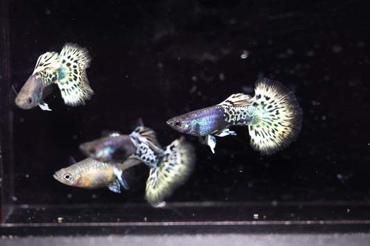Metal Leopard Guppy