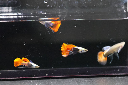 Dumbo Ear Redtail Ribbon Guppy