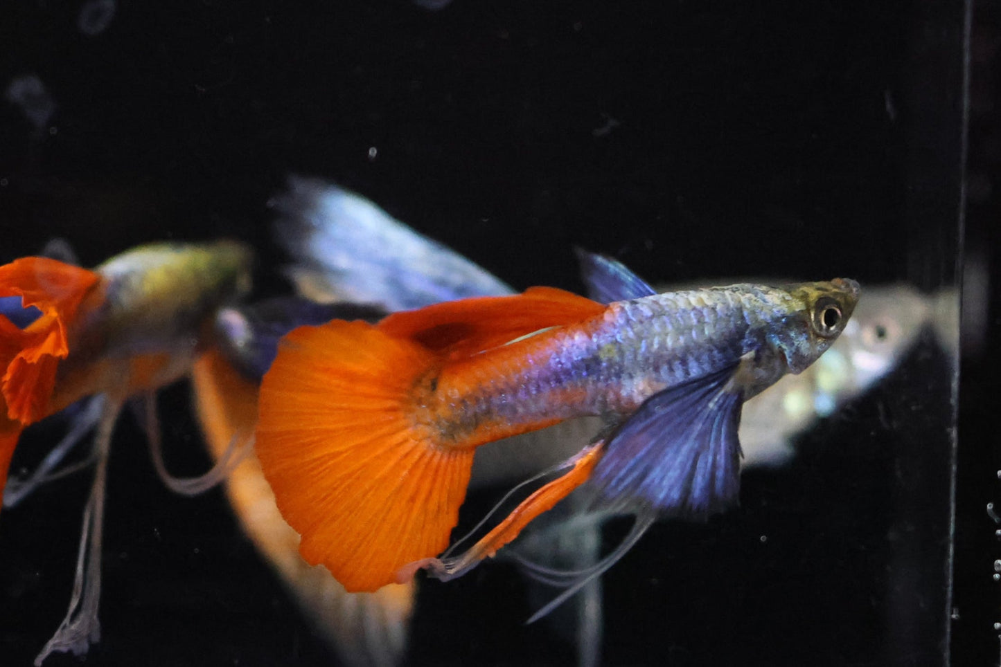 Dumbo Ear Redtail Ribbon Guppy