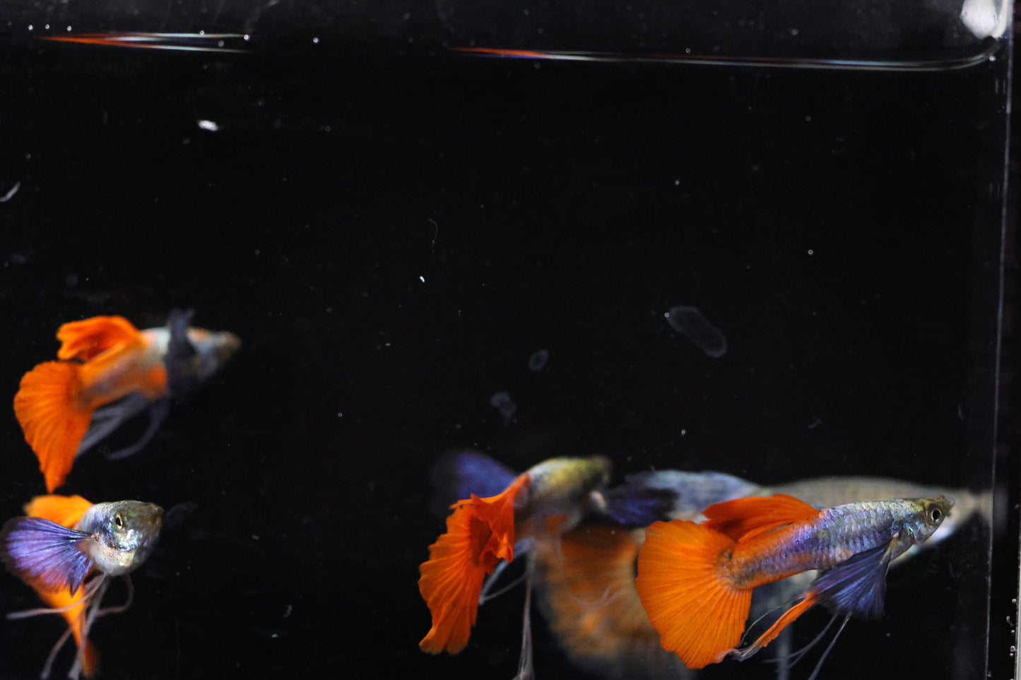 Dumbo Ear Redtail Ribbon Guppy