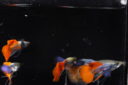 Dumbo Ear Redtail Ribbon Guppy