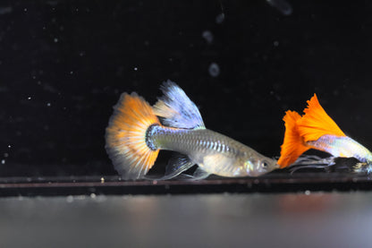Dumbo Ear Redtail Ribbon Guppy