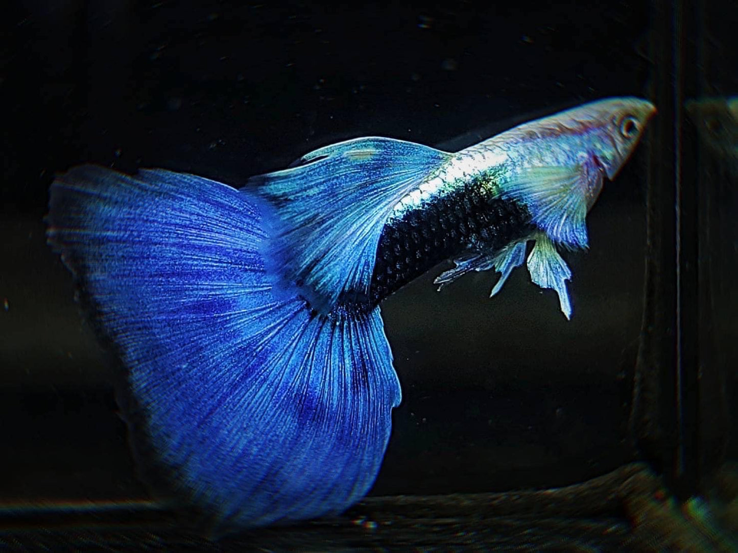 Half Back Blue Tail Guppy