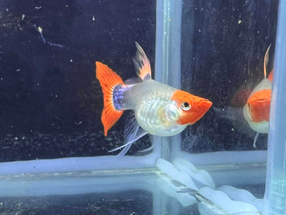 Black Koi Short Ribbon Shark Fin Guppy