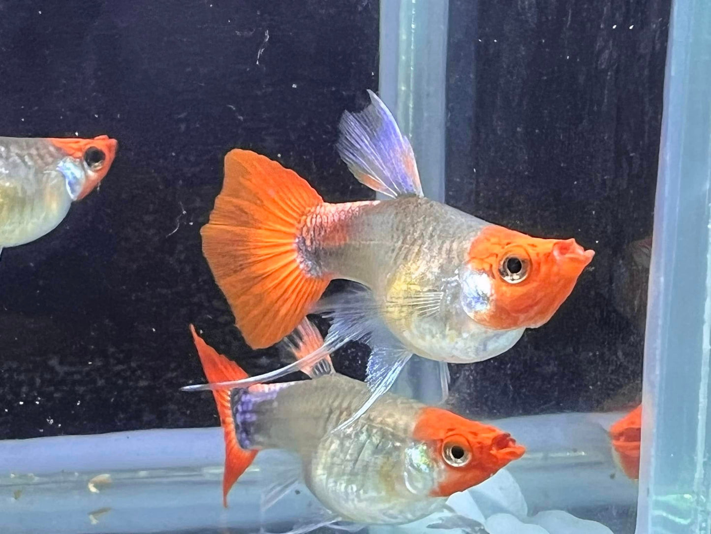 Black Koi Short Ribbon Shark Fin Guppy