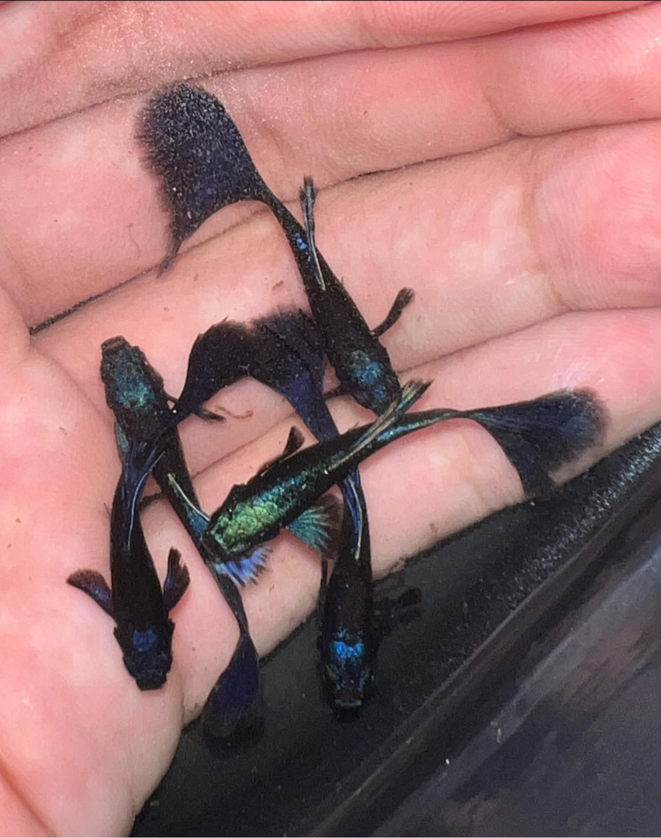 Blue Tarzan Guppy