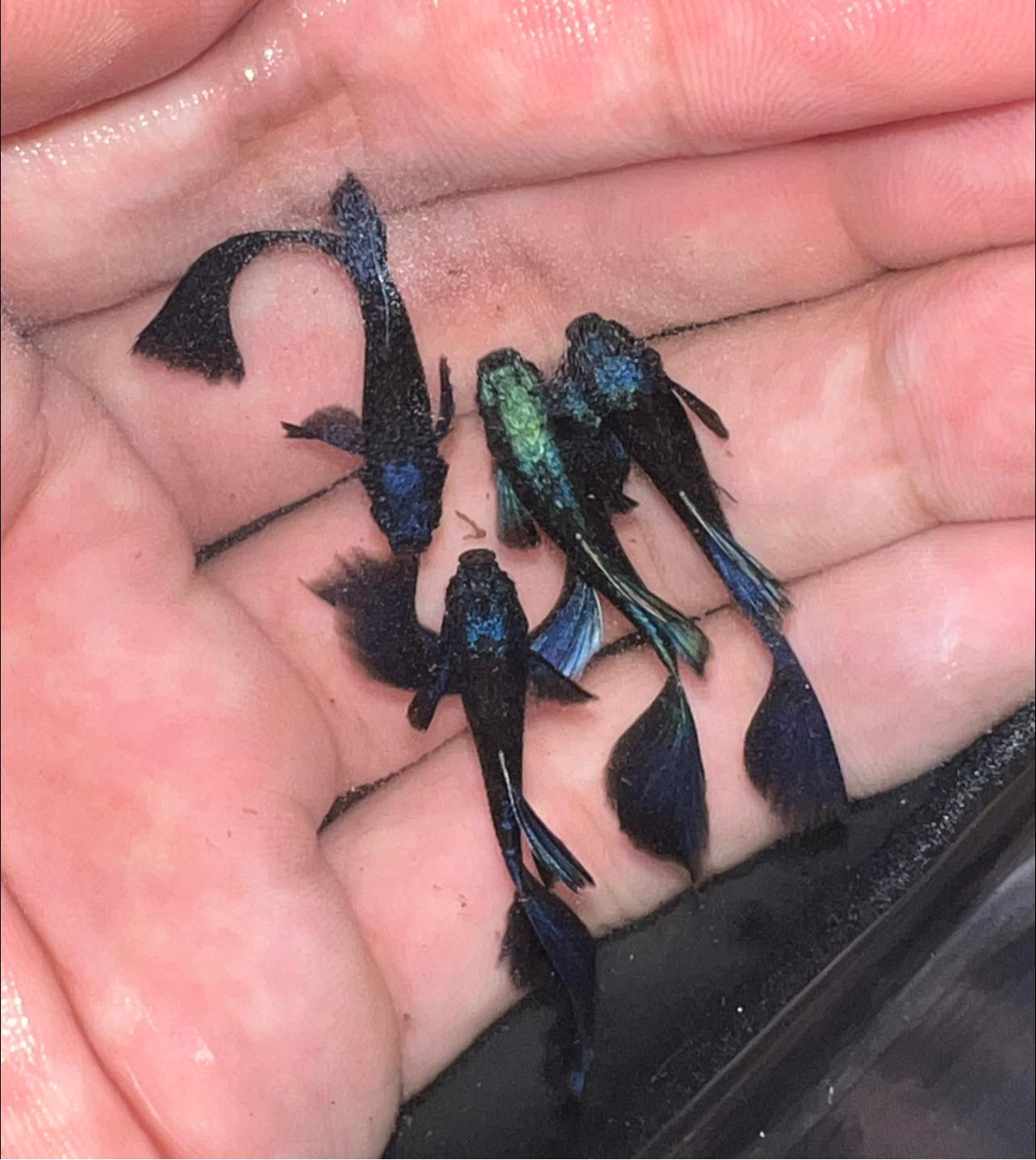 Blue Tarzan Guppy