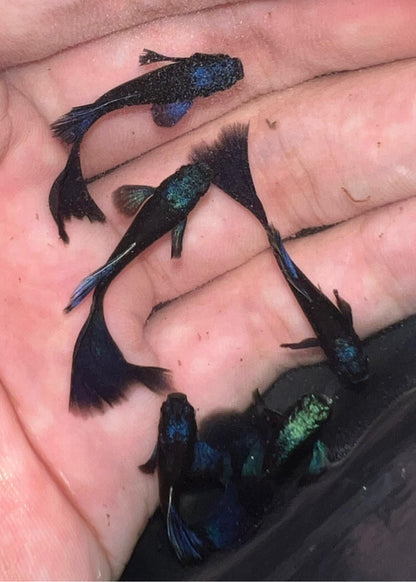 Blue Tarzan Guppy