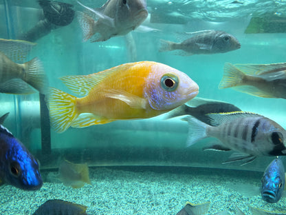 Taiwan Reef Cichlid (Protomelas sp. "Steveni Taiwan")