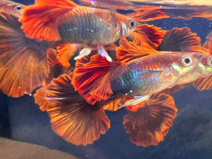 Half Back Red Rose Guppy