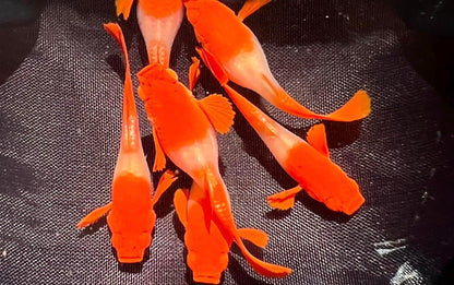 Koi Red Ear Guppy