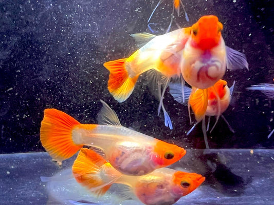 Koi Short Glass Belly Guppy