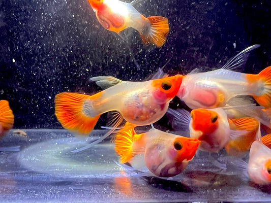 Koi Short Glass Belly Guppy