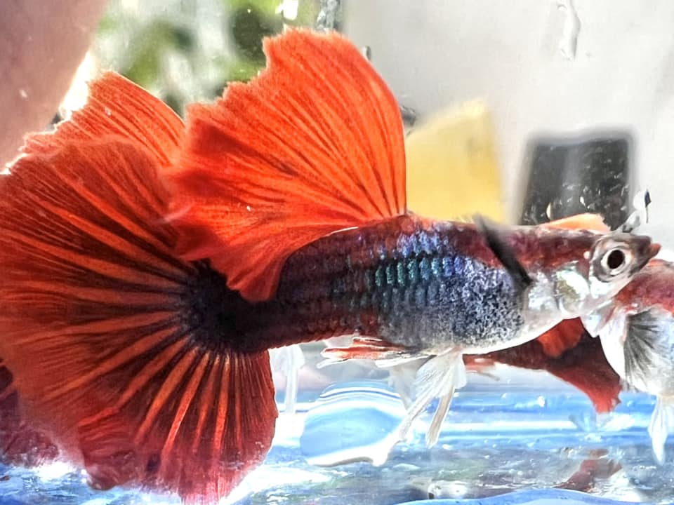 Half Back Red Rose Guppy