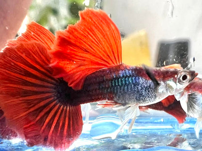 Half Back Red Rose Guppy