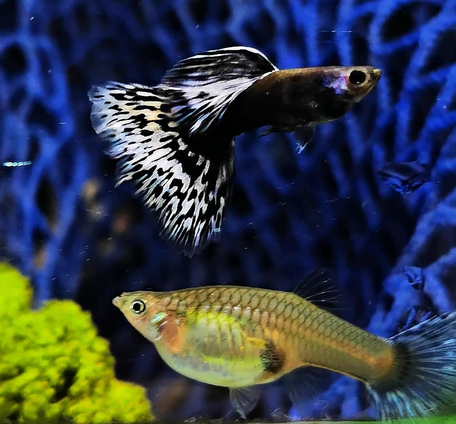 White Mosaic Guppy