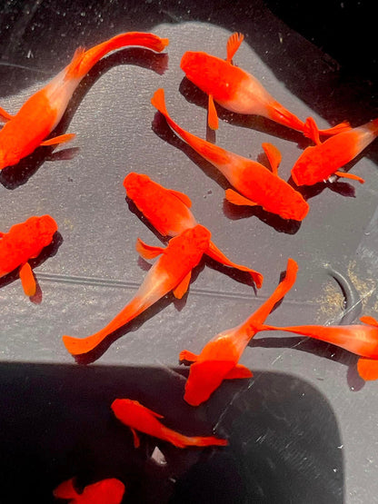 Koi Red Ear Guppy