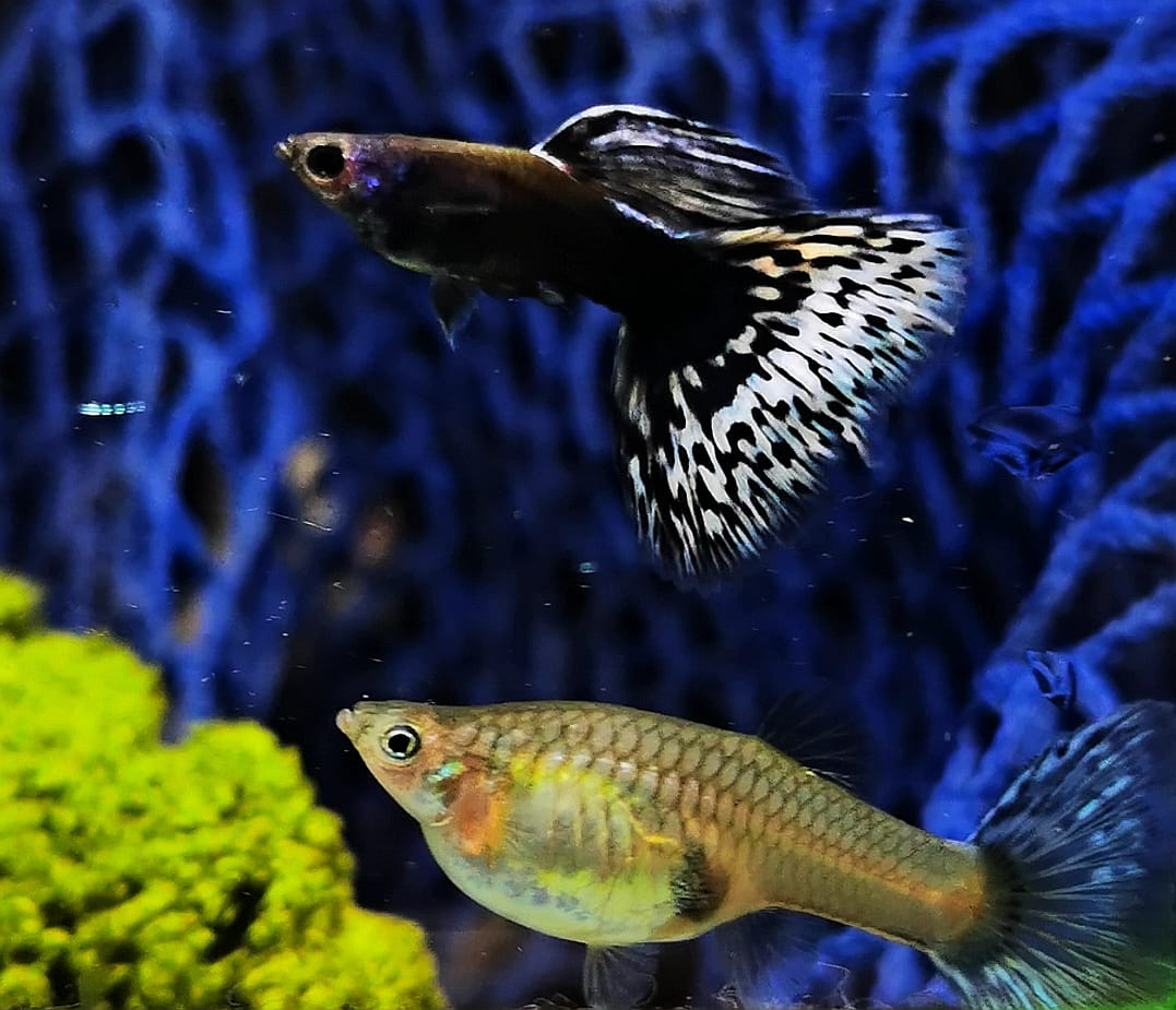 White Mosaic Guppy