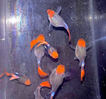 Black Koi Short Ribbon Shark Fin Guppy