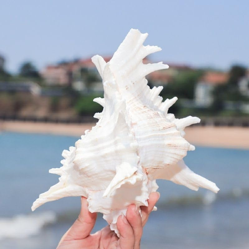 Natural Conch Shell Aquarium Decoration
