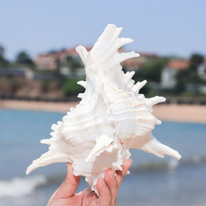 Natural Conch Shell Aquarium Decoration