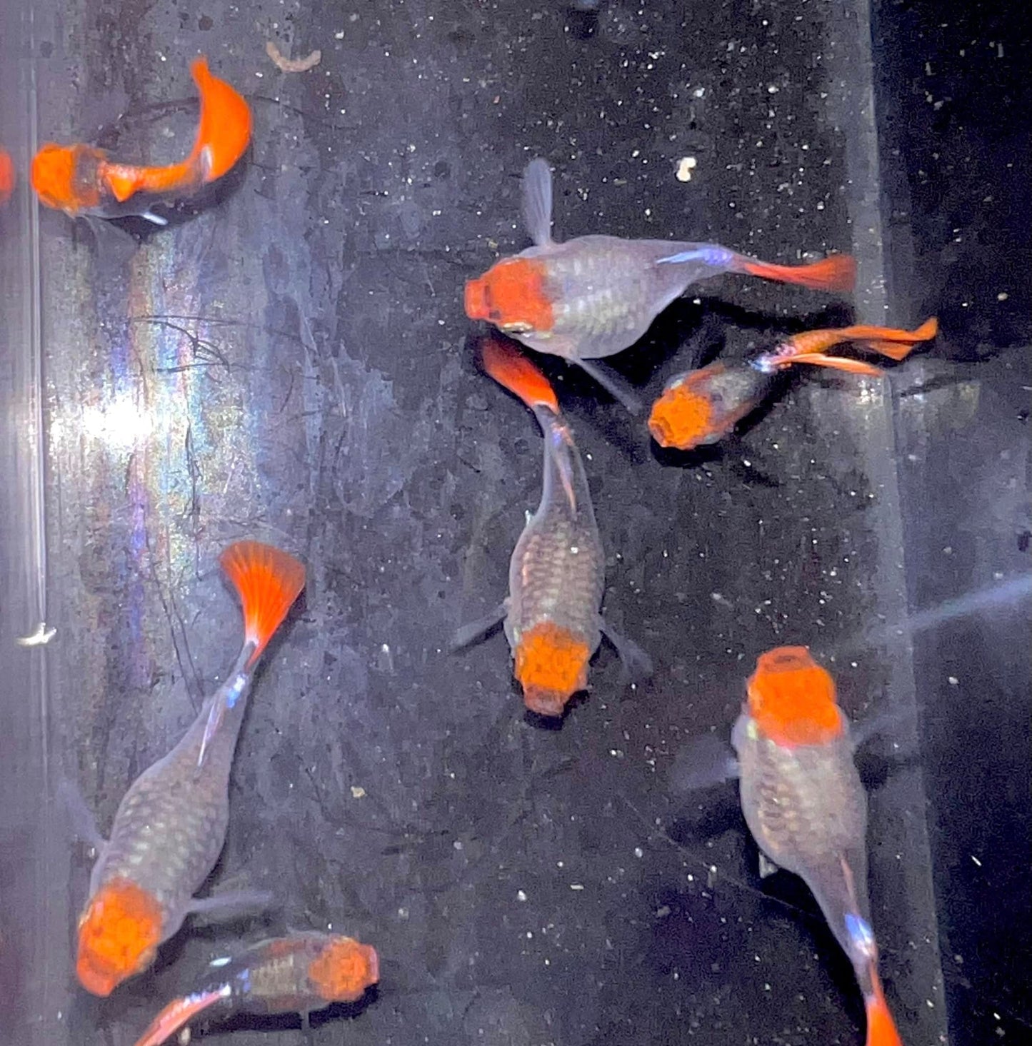 Black Koi Short Ribbon Shark Fin Guppy