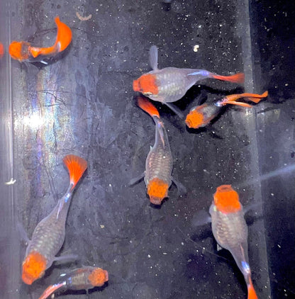 Black Koi Short Ribbon Shark Fin Guppy