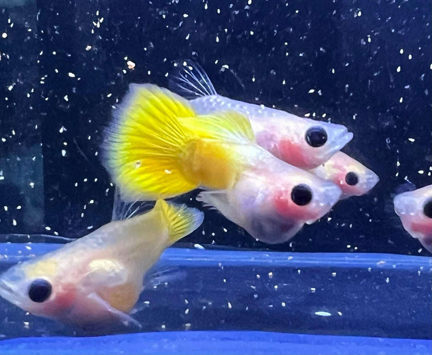 Gold Short Glass Belly Guppy