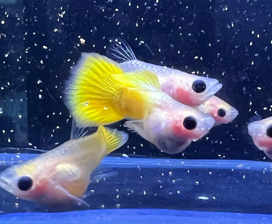 Gold Short Glass Belly Guppy