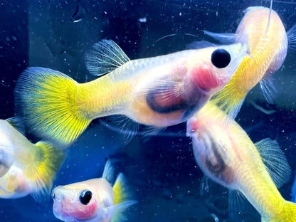 Gold Short Glass Belly Guppy