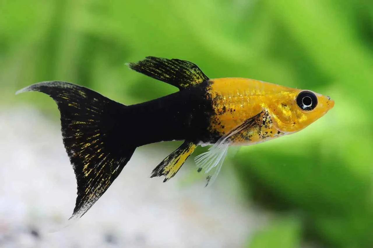 Gold Dust Lyretail Mollies
