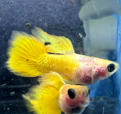 Gold Short Glass Belly Guppy