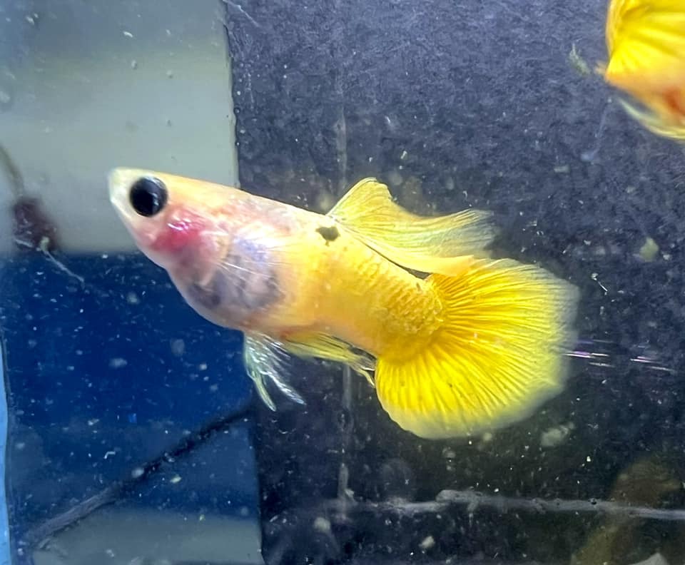 Gold Short Glass Belly Guppy