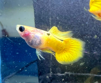 Gold Short Glass Belly Guppy