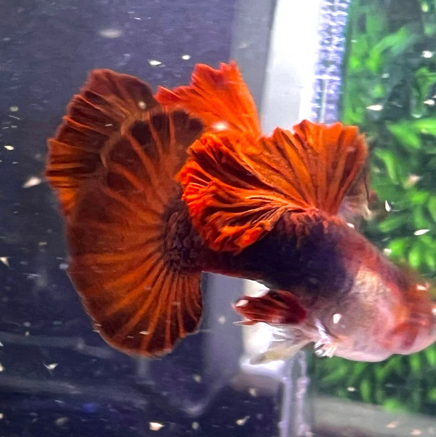 Half Back Red Rose Guppy