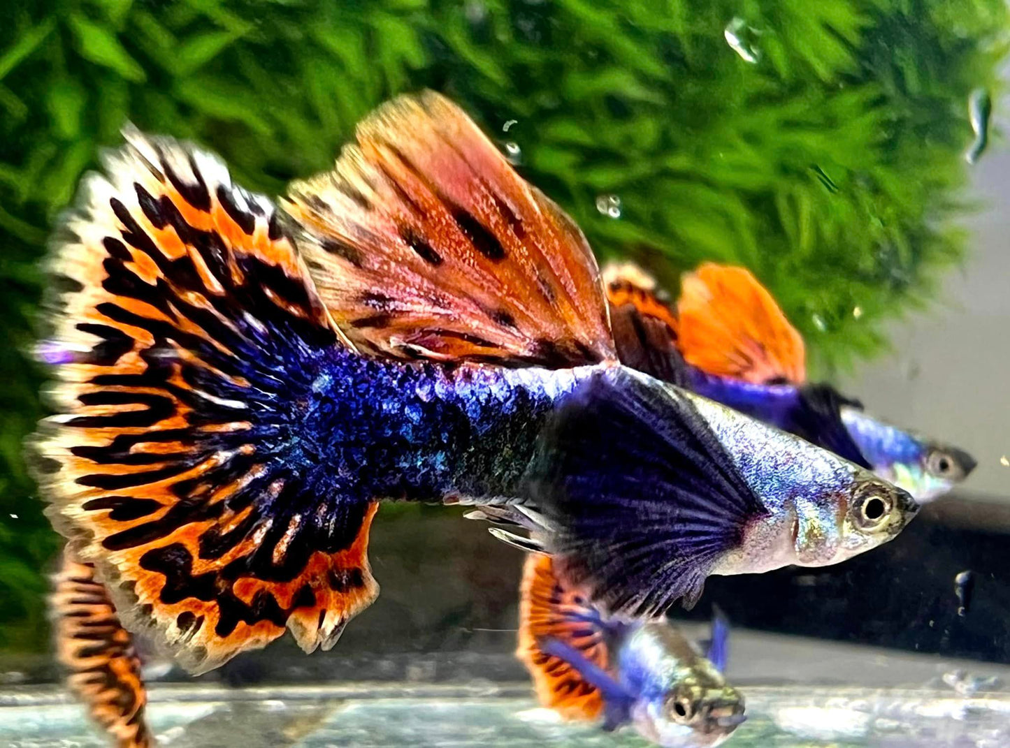 Dumbo Red Mosaic Guppy