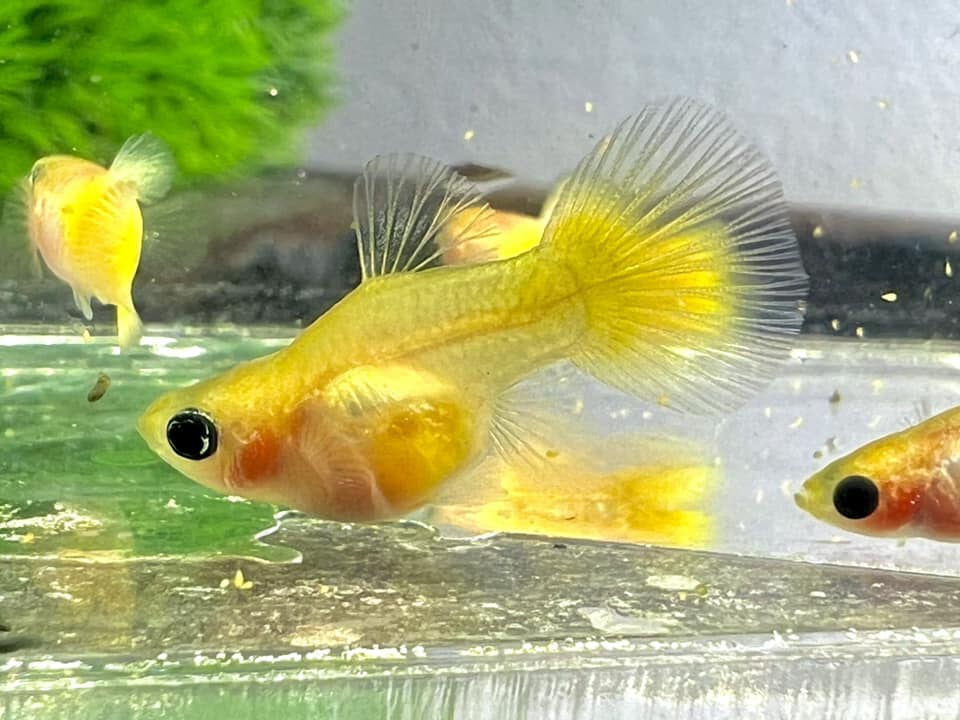 Gold Short Glass Belly Guppy