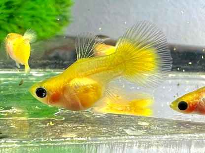 Gold Short Glass Belly Guppy