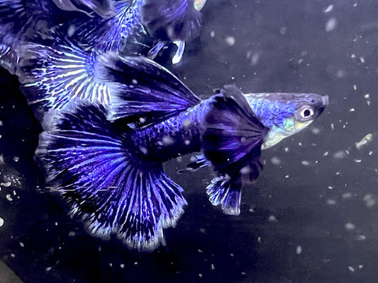 Purple Dragon Platinum Guppy