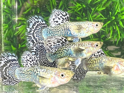 White Tiger Guppy