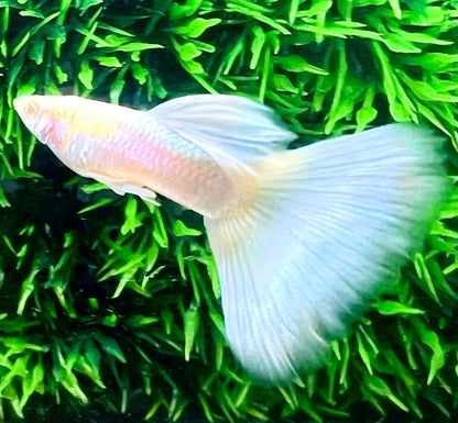 Albino Full White Platinum Guppy