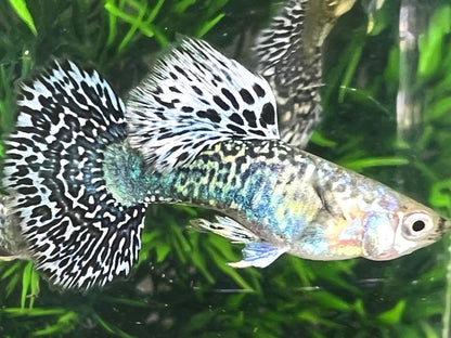 White Tiger Guppy