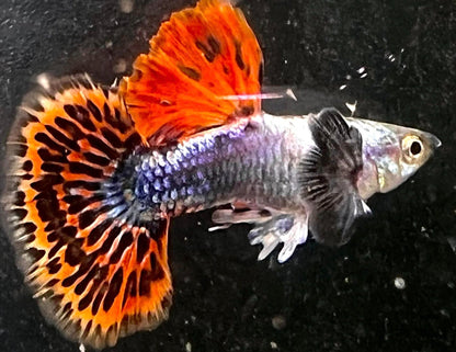 Dumbo Red Mosaic Guppy