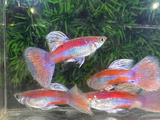 Pink Grass Guppy