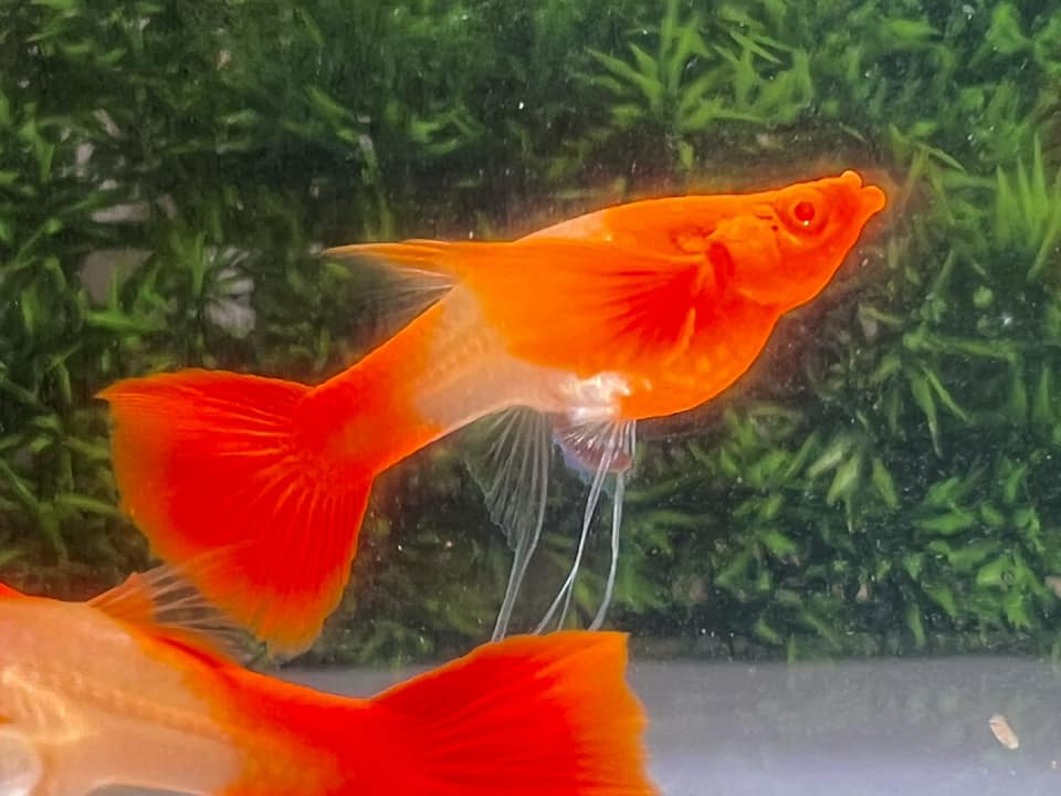 Koi Red Ear Ribbon Butterfly Ear Guppy